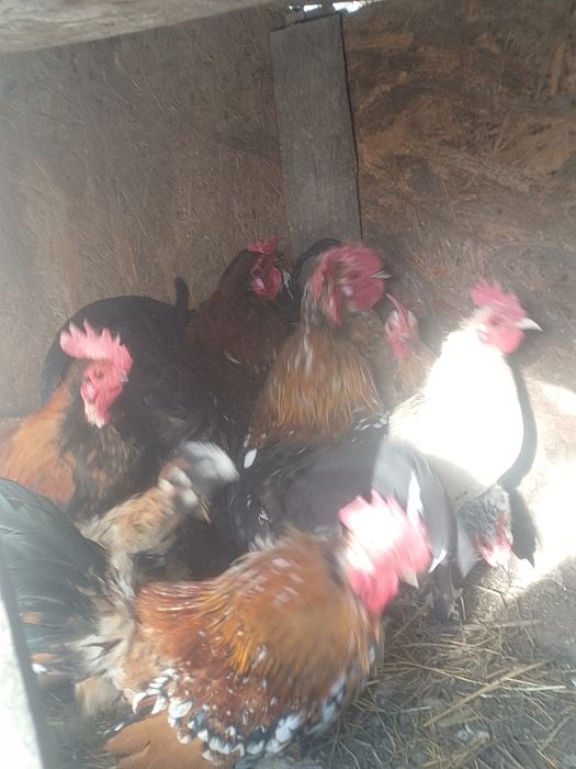 De vânzare perechii de găină și cocoș pitici.