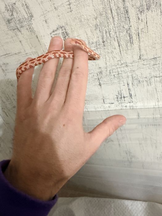 Маисовый полоз 6 месяцев