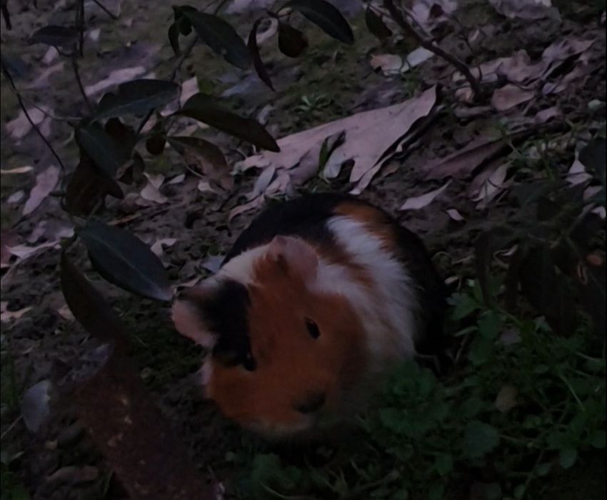 Морская свинька .РИТО