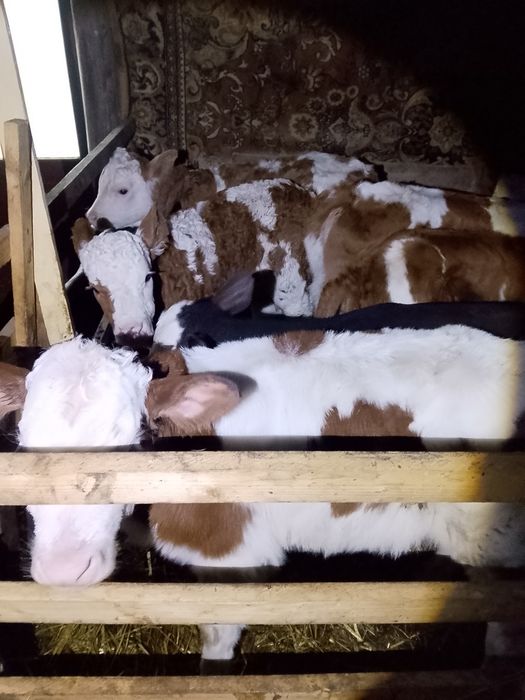 Vand viței antercati și de lapte