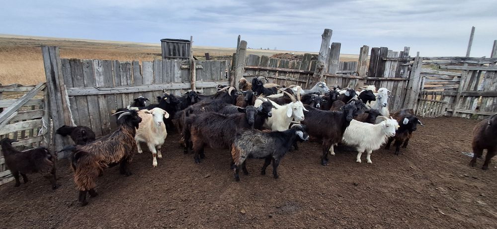 Продам оптом коз.