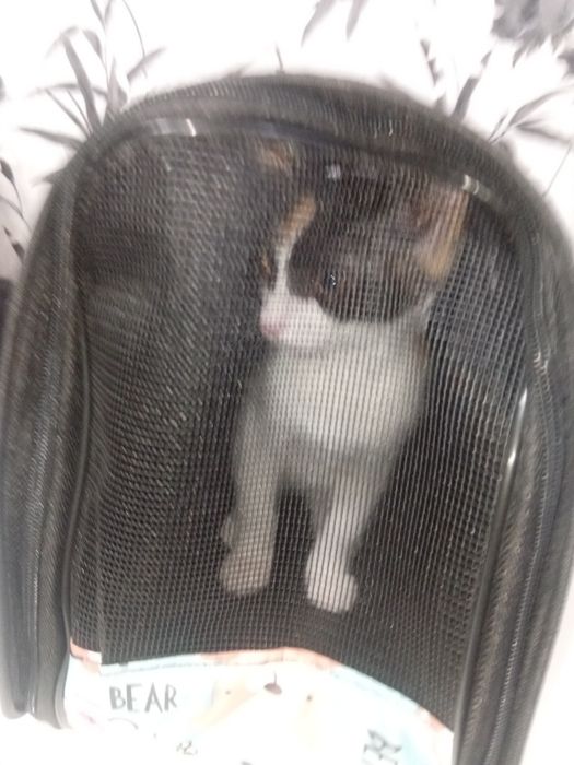 Geanta transport pisici