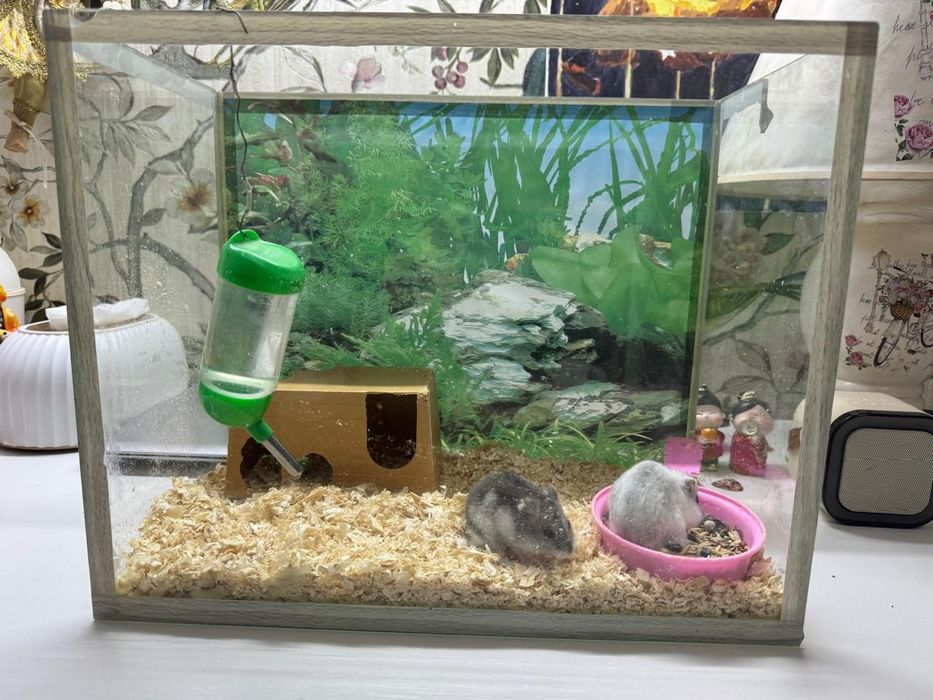 Отдам хомяков в добрые руки