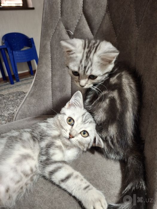 Продаю котят британские длиношерстки