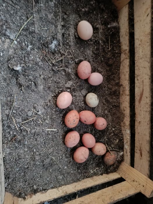 Предлага яйца от домашно отглеждани кокошки