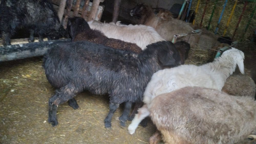 Қошқарлар, союға дайын