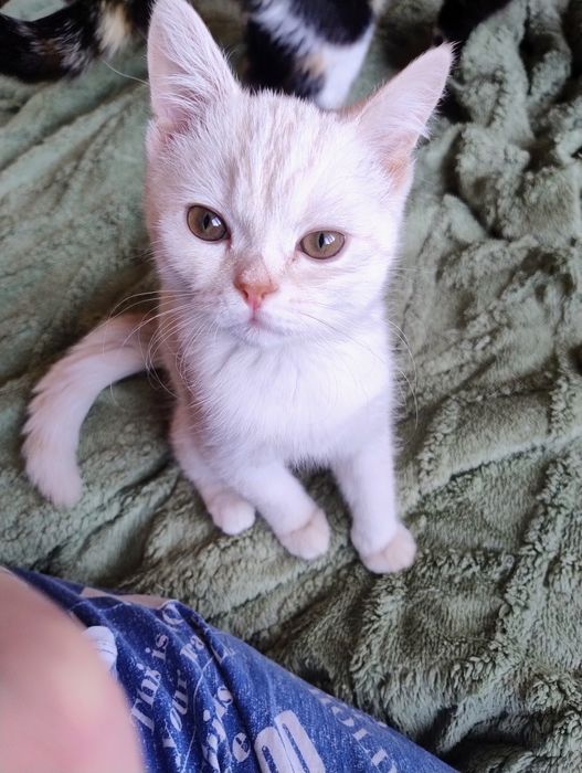 Отдам в хорошие руки