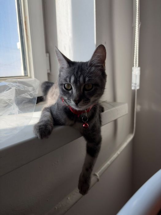 Котенок (5 месяцев), мальчик