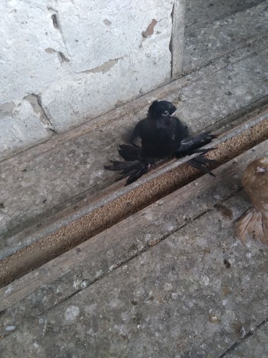 Продам голубей разных пород