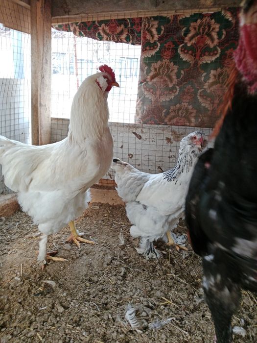 Курочка брама молодая