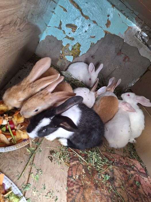 Oferta... la cumpărarea 1 iepuras primești încă 1...