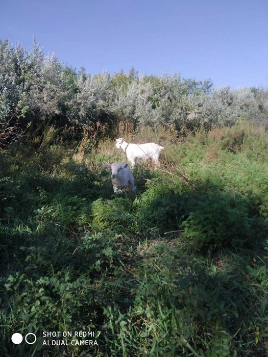 Продам козлика на племя!