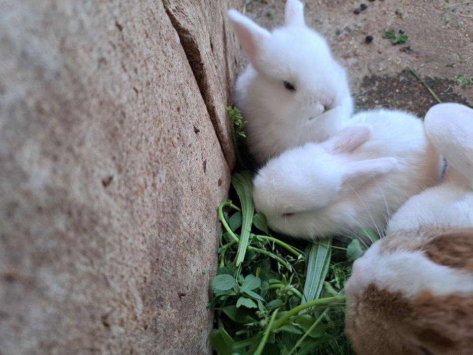 Iepuri  talie mica  de frumusețe,  pui de o luna / iepurasi