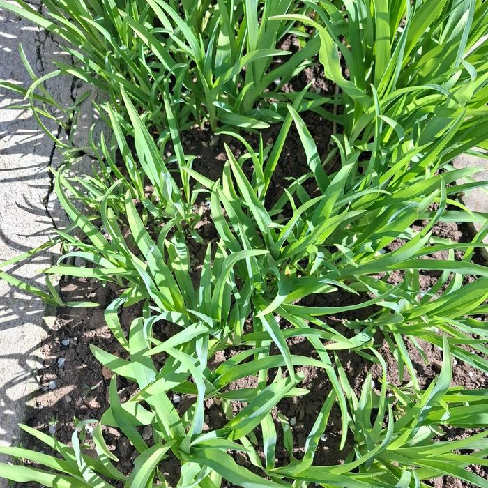 Хемерокалис градинско растение