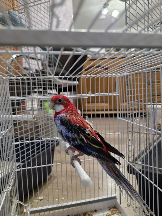 Rosella , baiat cauta căsuța