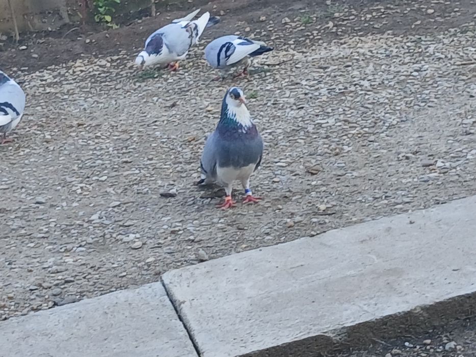 Porumbei galateni joc si zbor