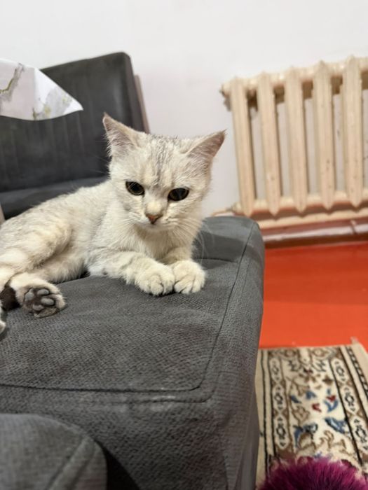 Шотландский кошка