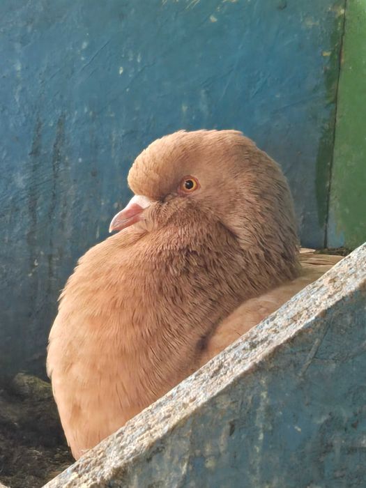 Porumbei kingi