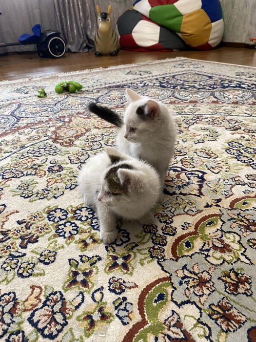 Отдам бесплатно котят
