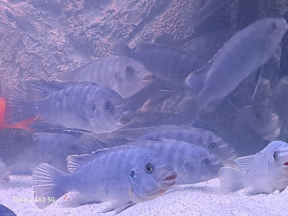 Vand Maylandia Callainos cobalt zebra cichlid
