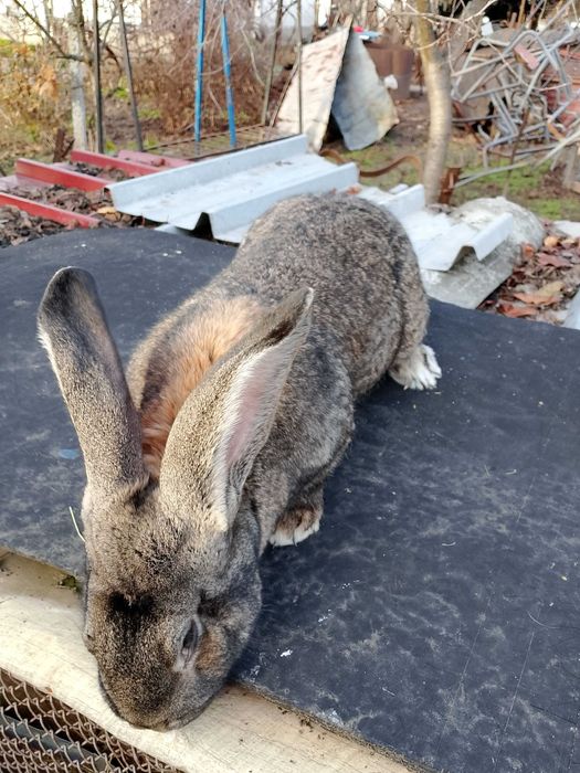 Продавам мъжки заек