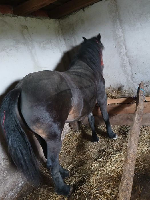 Vând manza de 2 /3 ani