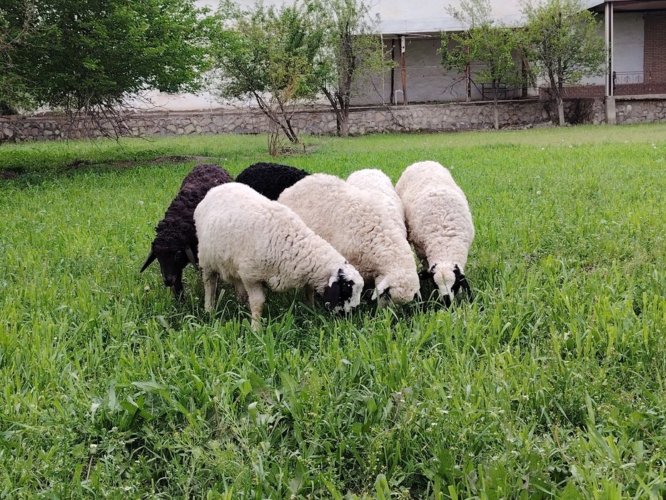 Qishgi qazoqqi barralar sotiladi