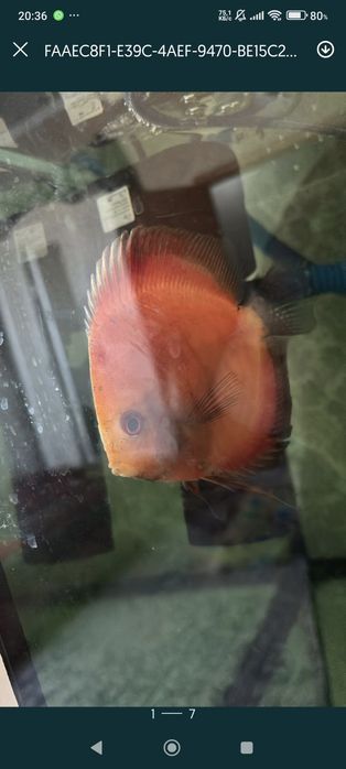 Продам рыбок дискусов