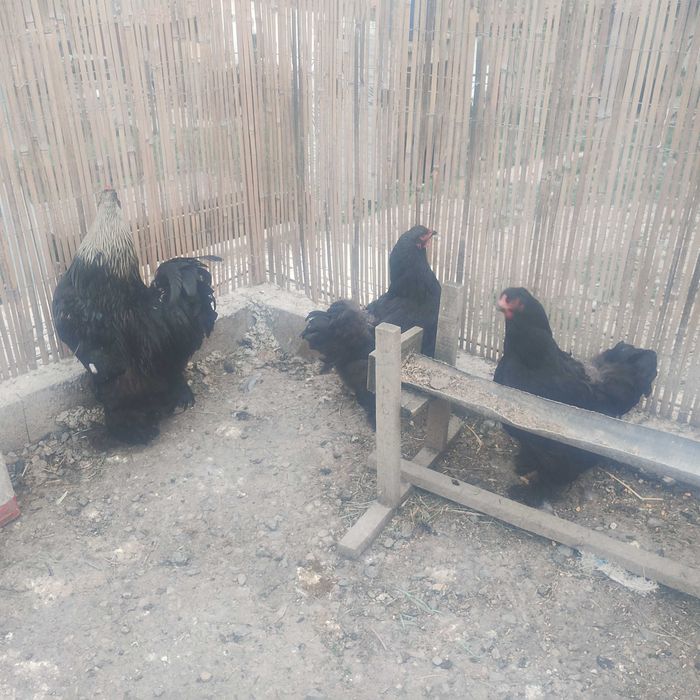 Familie de brahma diferite culori și o familie australop pe negru