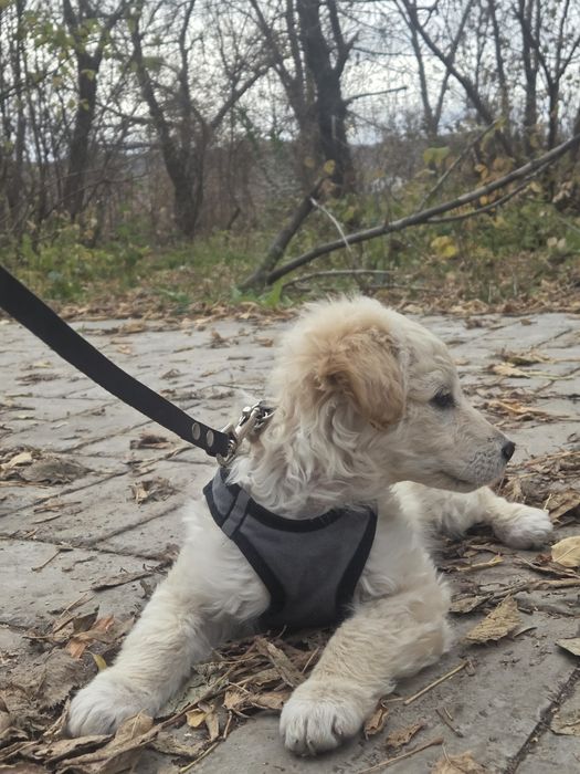Собачка ищет хозяина и дом
