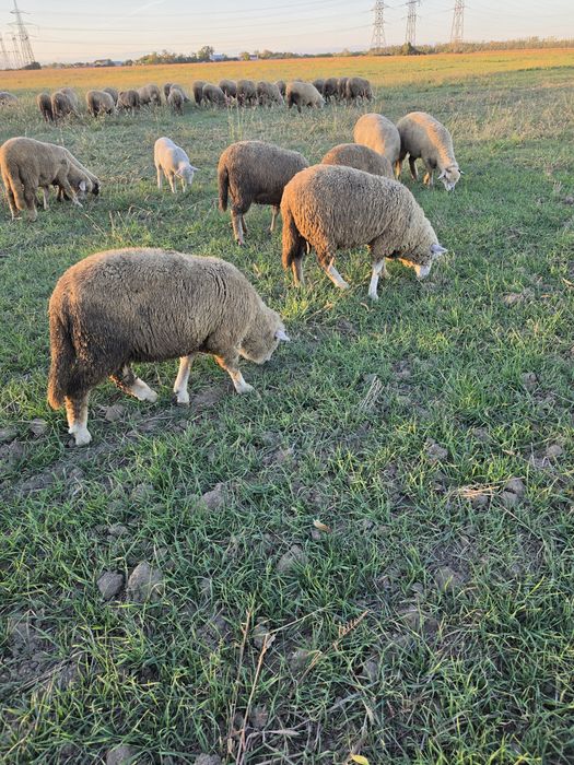 Vand berbecuți pt taiat rasa de carne