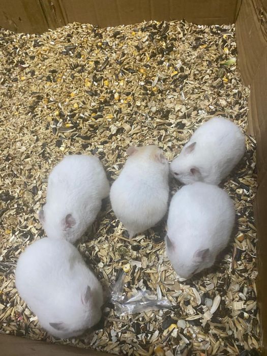 Сирийские хомяки