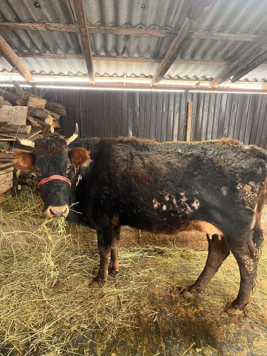 Продам корову.