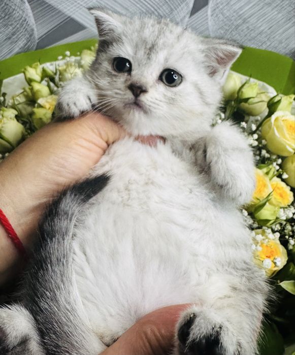 шиншилла плюшевые малыши