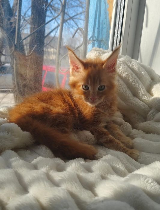 Куномалыши ждут родитей