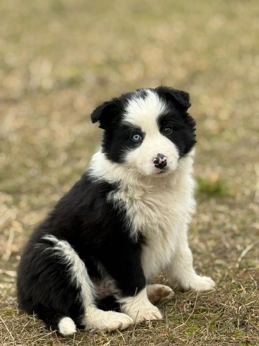 Pui Border Collie