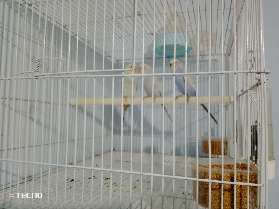 4oylik 2ta ayol 1ta erkak bor