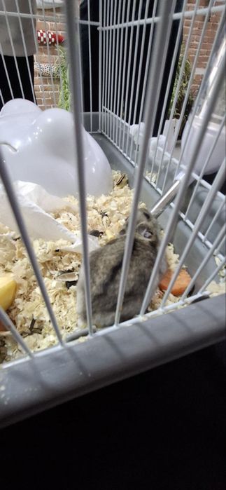 Джунгарский хомяки продаются