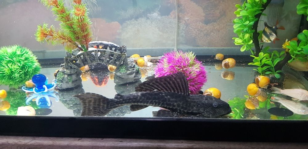 Ancistrus  Pleco Common 25 cm