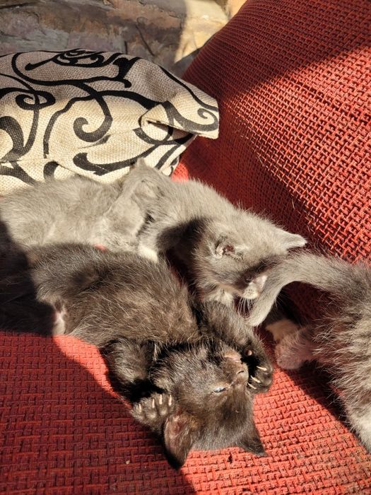 Отдам в хорошие руки