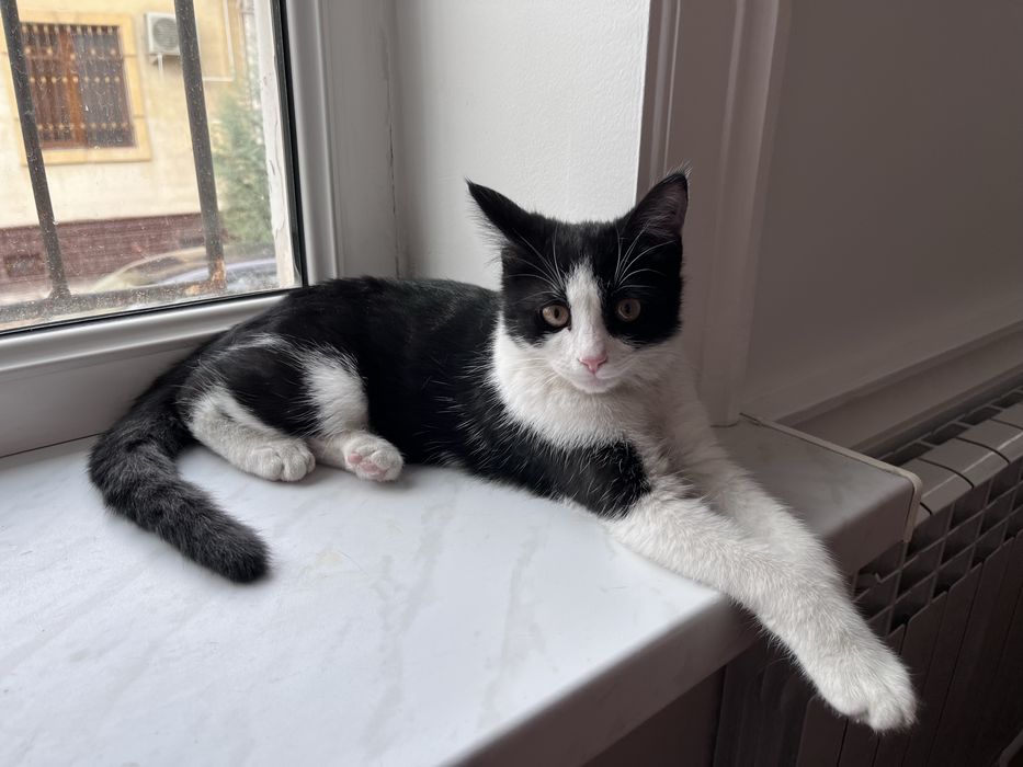 Котенок в добрые руки