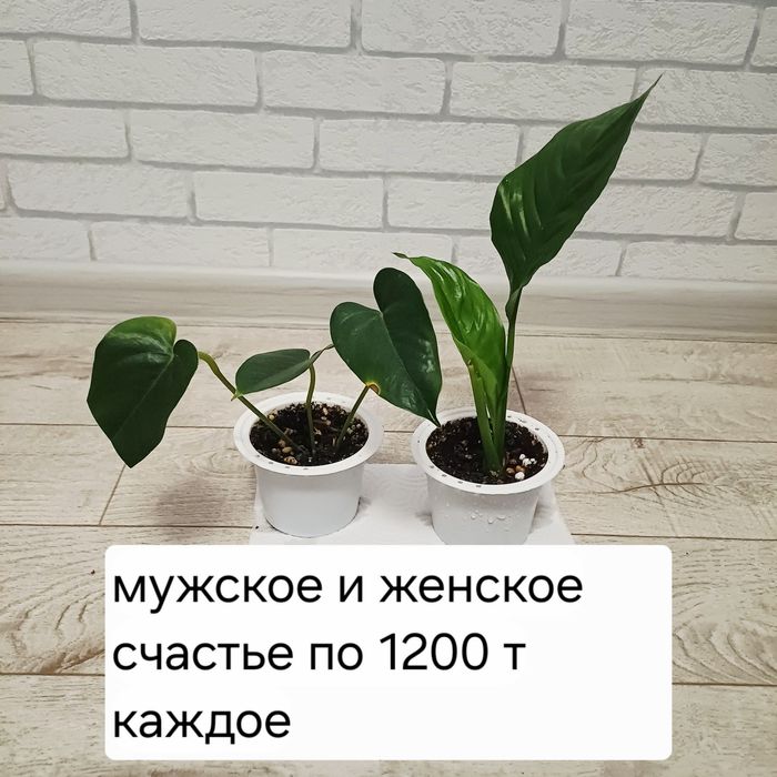 Цветы комнатные недорого