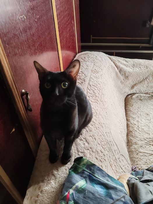 МаленькаяЧЕРНАЯ Пантера  -Бенгальская