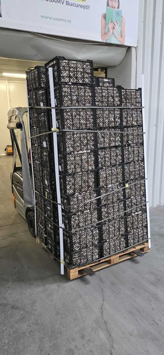 Usturoi origine Egipt de vanzare