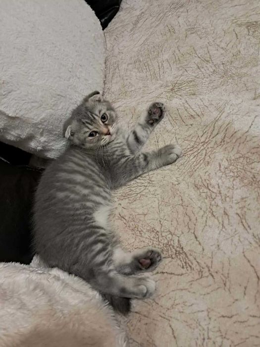 Британски късокосмести котета