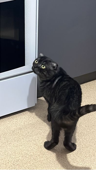 Котята породистые