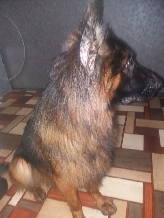 Кобель для вязки