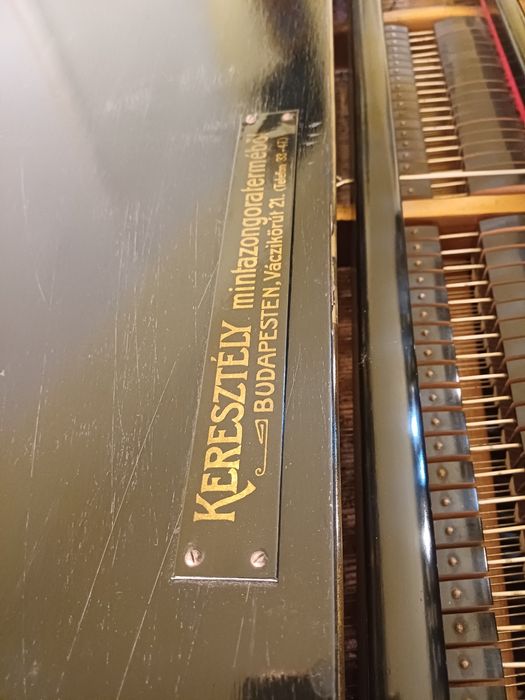 Pian vienez cu coada scurta