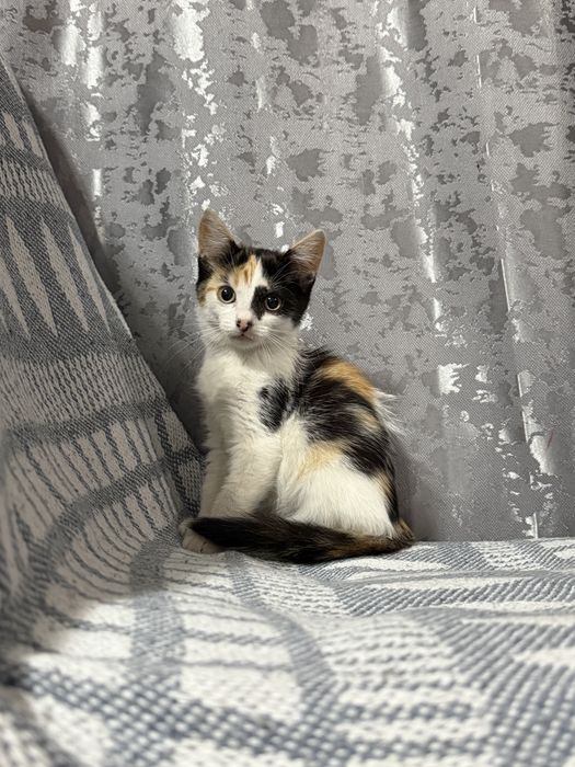 СРОЧНО!котенок в добрые руки