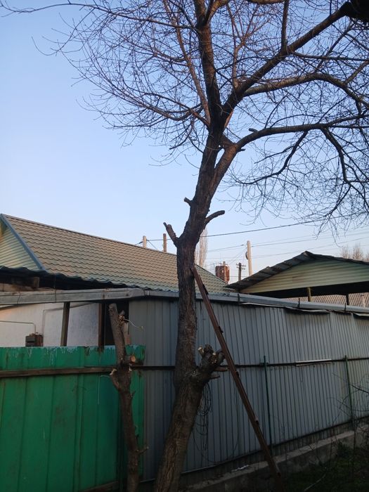 Деревья надо спилить и забрать